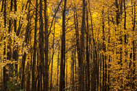 Fall Woods
