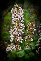 Flowers-1