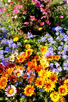 Flowers-1