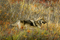 Eagle River-4