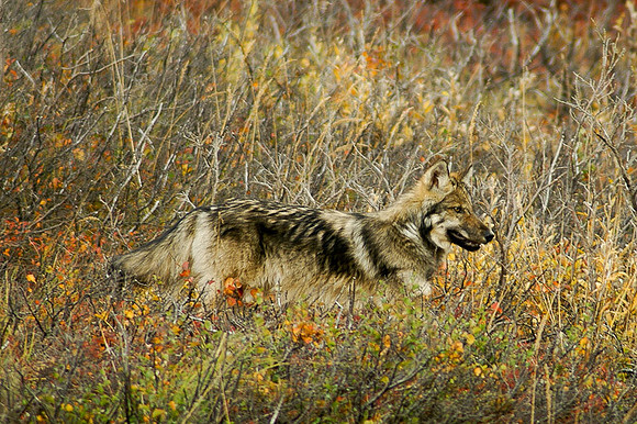 Eagle River-4