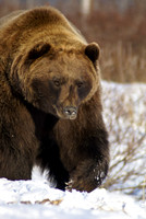 Wild Life
