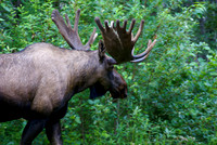 Eagle River-1
