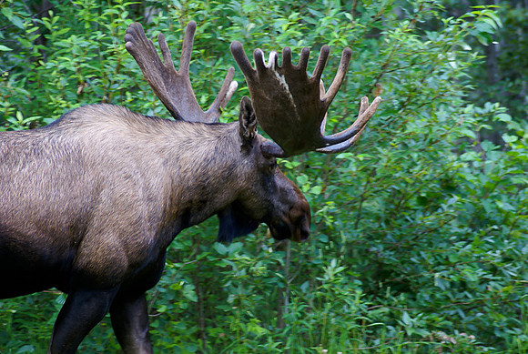Eagle River-1