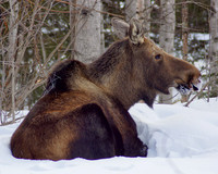 Eagle River-2