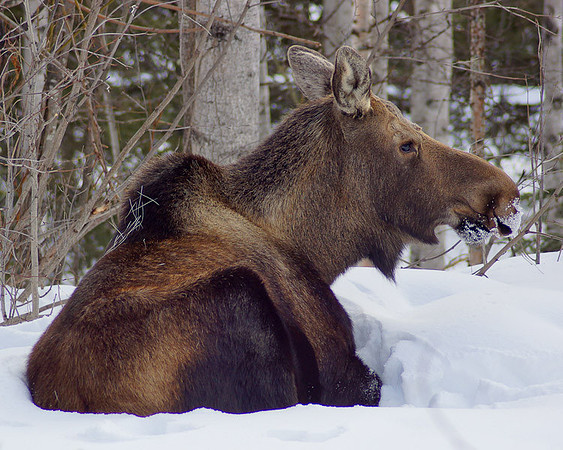 Eagle River-2